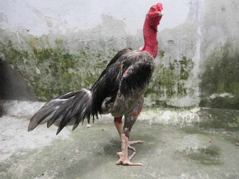 Một số lưu ý trong cách làm cổ gà chọi to sư kê cần biết