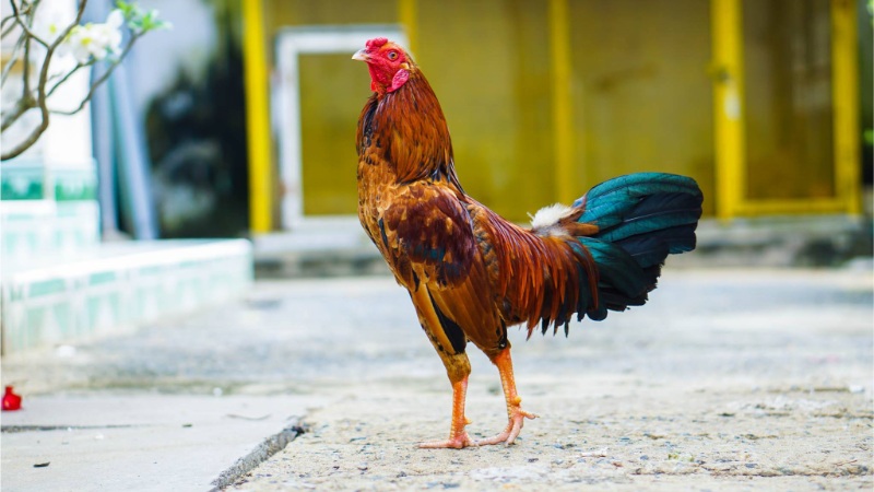 Gà tre đá sở hữu hình dáng nhỏ bé