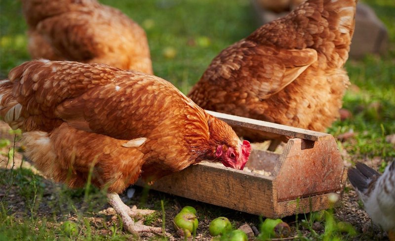 Chia sẻ những mẹo chữa tình trạng gà đá bị biếng ăn